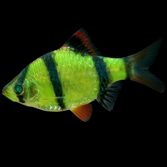Glofish barb hot sale care